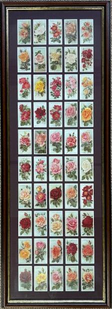 Roses 1st Series 1912 (Reprint 1994)