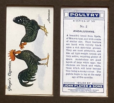 Poultry 1931 Players (Reprint 1993)