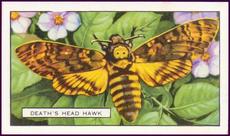 Butterflies and Moths 1904 Players (Reprint 2000). SOLD OUT