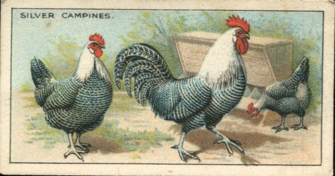 Poultry 1927 C.W.S. (Reprint 1996). SOLD OUT