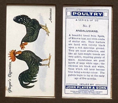 Poultry 1931 Players (Reprint 1993)