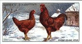 Poultry 1st Series 1915 Ogdens (Reprint 1998)