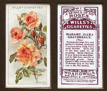 Roses 1st Series 1912 Wills (Reprint 1994)