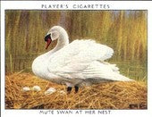 Wild Birds 1934 Players (Reprint 1997)