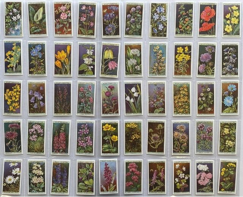 野の花 1923 ウィルズ（1999年再版）