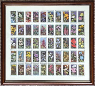 野の花 1923 ウィルズ（1999年再版）